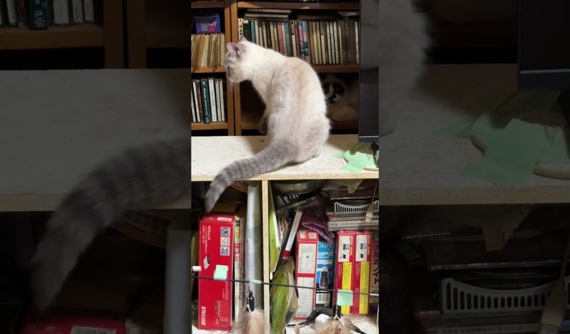 シャムの子ネコ雫「お兄ちゃん」と、兄パンダくんのいる棚へ近づく