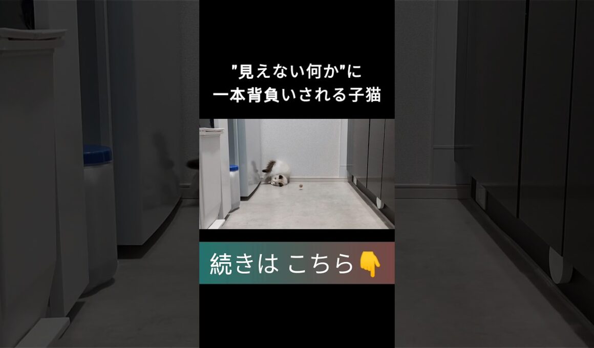 #shorts #ラグドール #子猫 #甘えん坊猫 #ぬいぐるみ猫 #ragdollcat