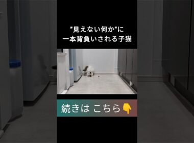 #shorts #ラグドール #子猫 #甘えん坊猫 #ぬいぐるみ猫 #ragdollcat