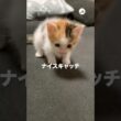 コロコロ転がる子猫｜PECO