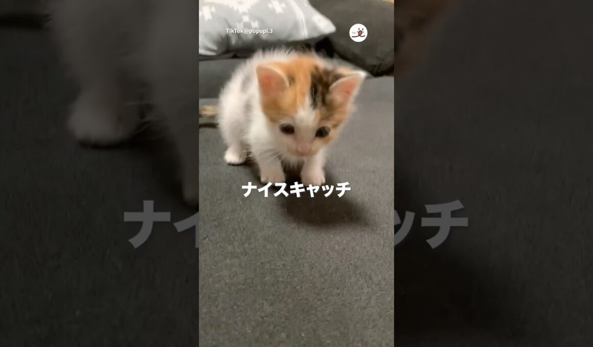 コロコロ転がる子猫｜PECO