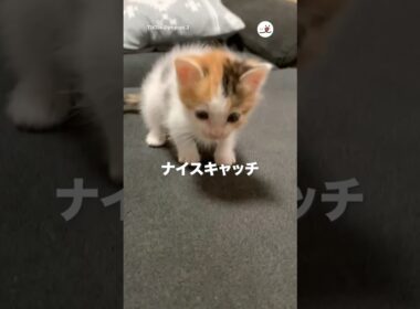コロコロ転がる子猫｜PECO