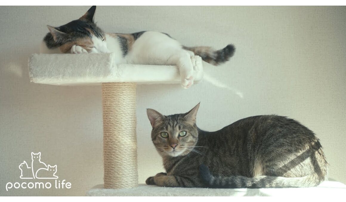 [ENG SUB]猫たちとの思い出がたくさん詰まったキャットタワーを組み立てる