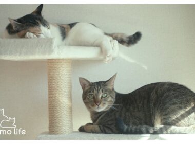 [ENG SUB]猫たちとの思い出がたくさん詰まったキャットタワーを組み立てる