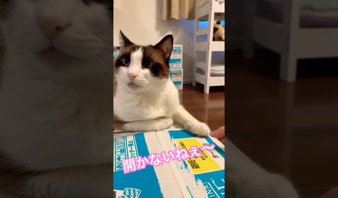 開かないねー(音源使用）  餌はあるが開けられない #shorts #cat #猫のいる暮らし