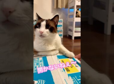 開かないねー(音源使用）  餌はあるが開けられない #shorts #cat #猫のいる暮らし