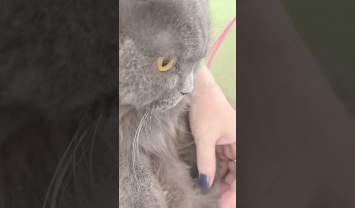 ボクのお気に入りのヒゲ🐈‍⬛　curled cat whiskers #shorts ブリティッシュロングヘア