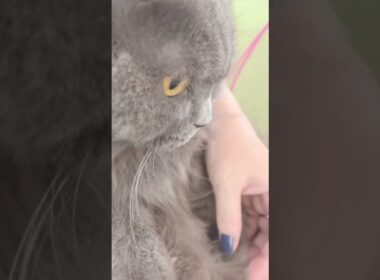 ボクのお気に入りのヒゲ🐈‍⬛　curled cat whiskers #shorts ブリティッシュロングヘア