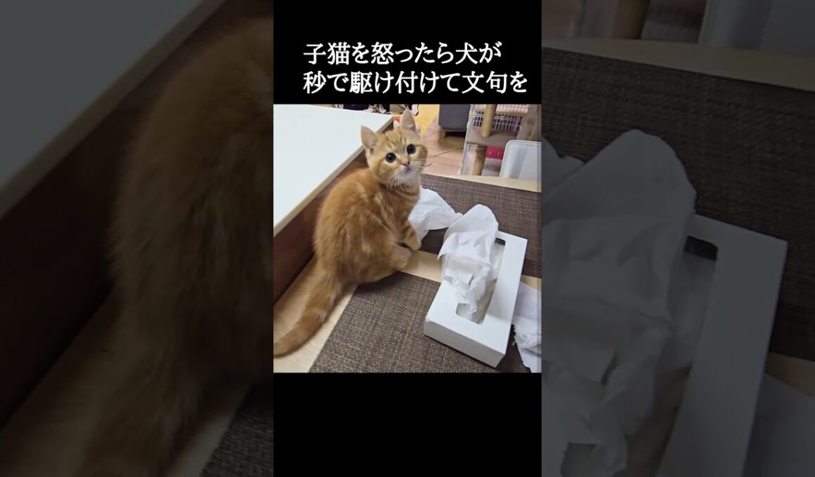 子猫を怒ったら犬が秒で駆け付けて文句を...笑#shorts