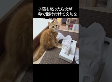 子猫を怒ったら犬が秒で駆け付けて文句を...笑#shorts