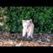 港で見かけた白猫の子猫が撫でられにきてかわいすぎた