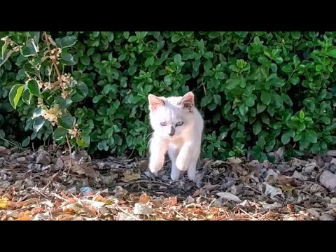 港で見かけた白猫の子猫が撫でられにきてかわいすぎた