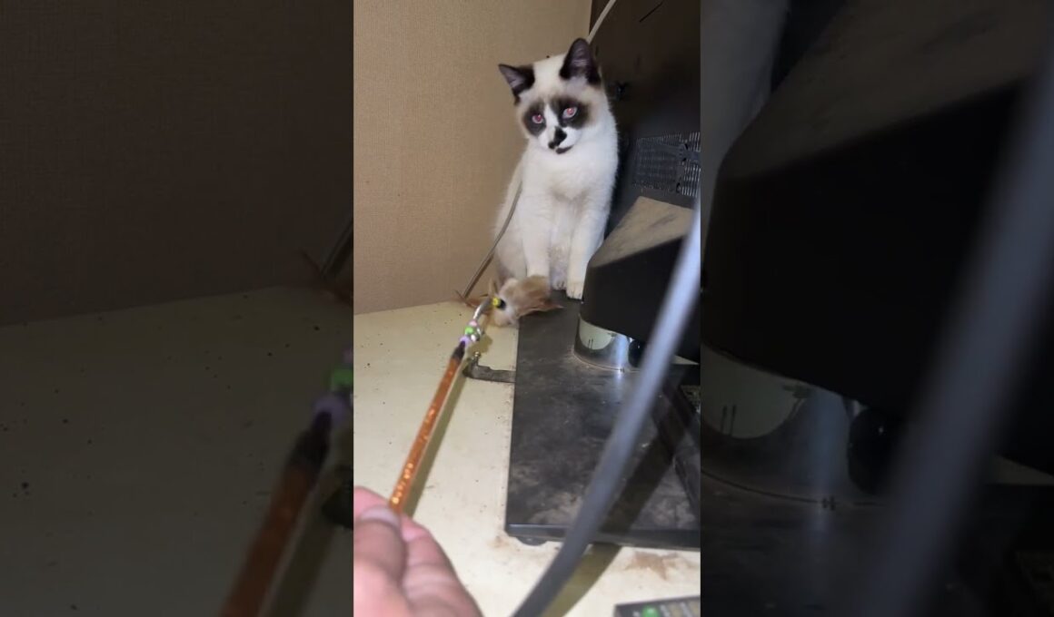 テレビの後ろにいたシャムの子ねこパンダくんの前で、ネコジャラシ作戦をするウp主と黒猫くー、黒夢「早く、一緒に遊ぼうよ」