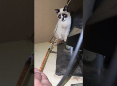 テレビの後ろにいたシャムの子ねこパンダくんの前で、ネコジャラシ作戦をするウp主と黒猫くー、黒夢「早く、一緒に遊ぼうよ」