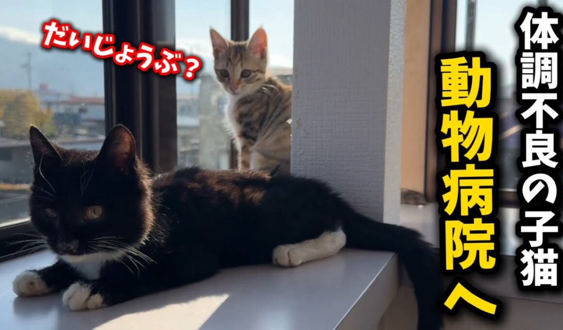 昨日保護した子猫を病院へ…その診断結果とは⁈