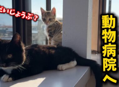 昨日保護した子猫を病院へ…その診断結果とは⁈