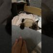 寝てるシャム猫の手を触ろうとすると・・？