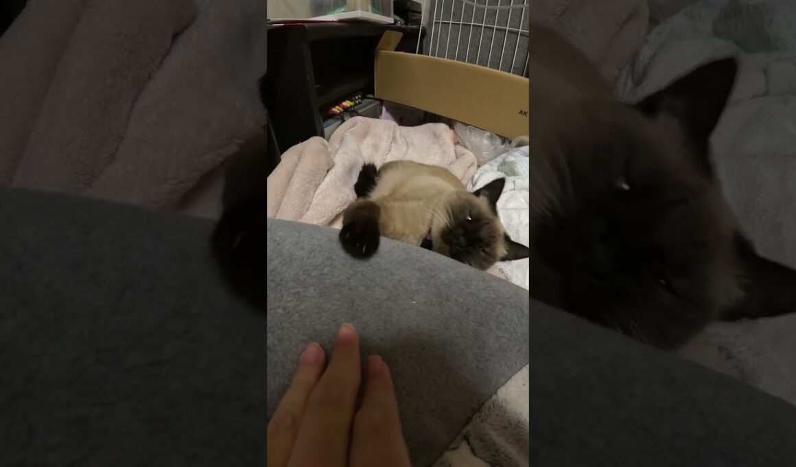 寝てるシャム猫の手を触ろうとすると・・？