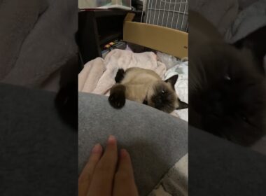 寝てるシャム猫の手を触ろうとすると・・？