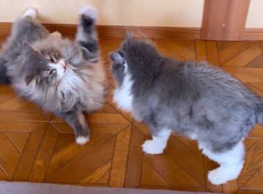 【バトル‼︎】もふ猫たちの元気なバトル集〜！！！ノルウェージャンフォレストキャットとターキッシュアンゴラ