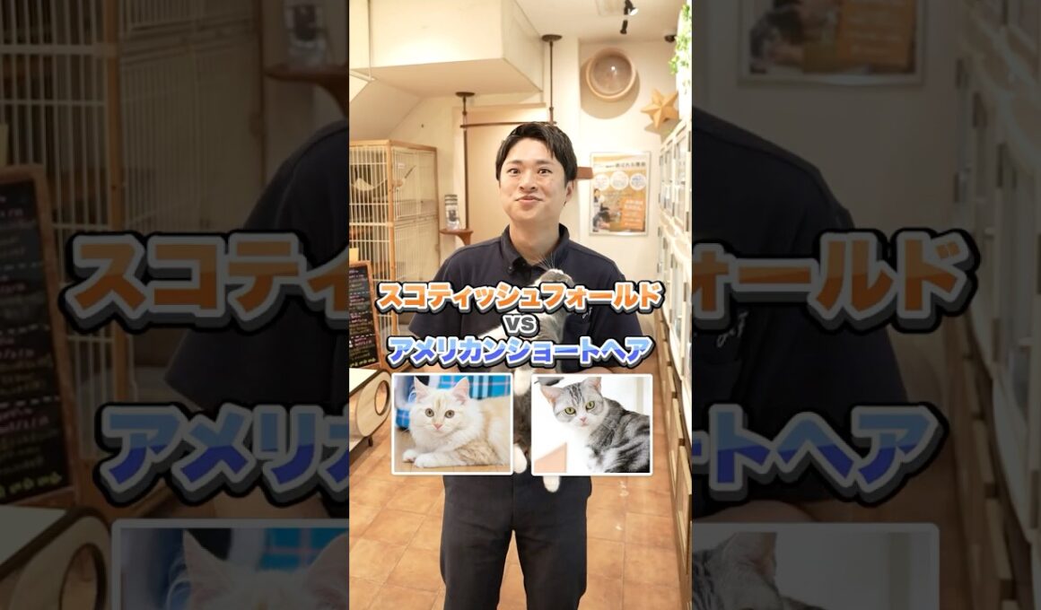【スコティッシュフォールドvsアメリカンショートヘア】を比較！みんなが好きな種類はどっち？