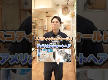 【スコティッシュフォールドvsアメリカンショートヘア】を比較！みんなが好きな種類はどっち？