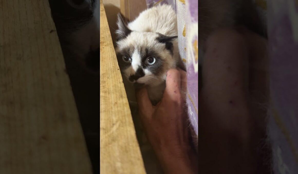 保護したシャムの子ねこパンダくん、窓際のカーテンに隠れてた