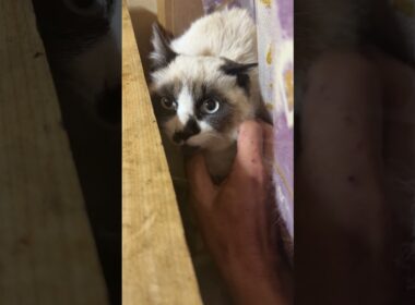 保護したシャムの子ねこパンダくん、窓際のカーテンに隠れてた