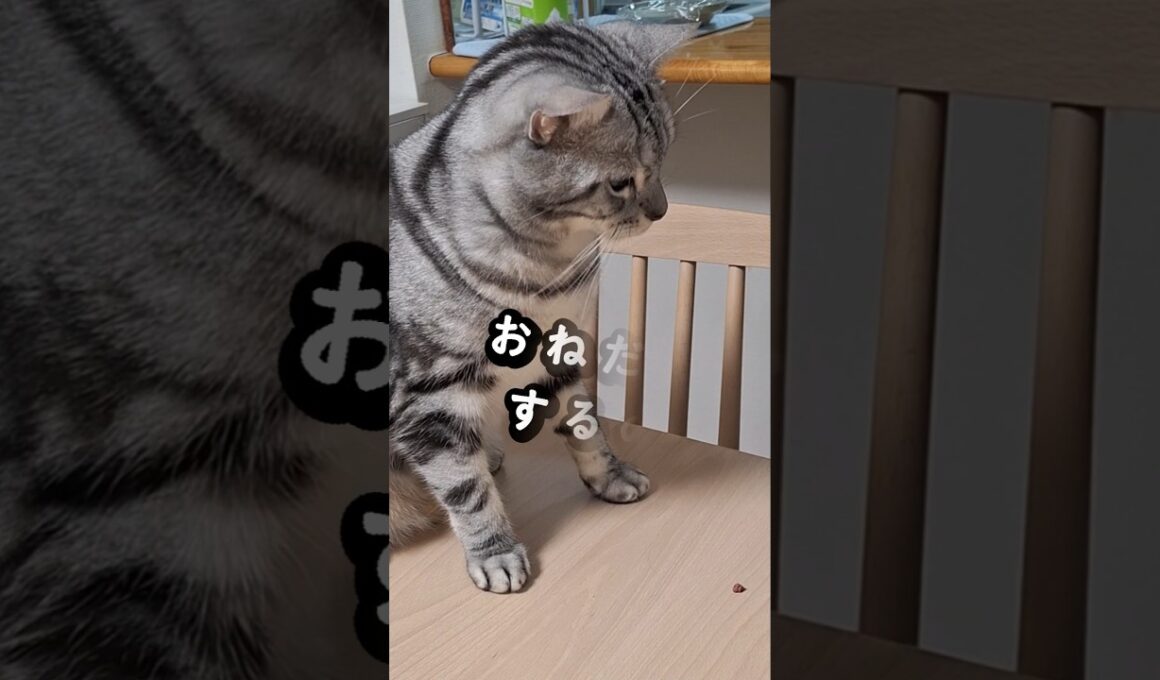 ｢僕の体はセルライト？横はば②｣#shorts  #アメショ #cat  #cute #猫 #アメリカンショートヘアー #猫のいる暮らし