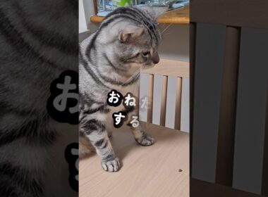 ｢僕の体はセルライト？横はば②｣#shorts  #アメショ #cat  #cute #猫 #アメリカンショートヘアー #猫のいる暮らし