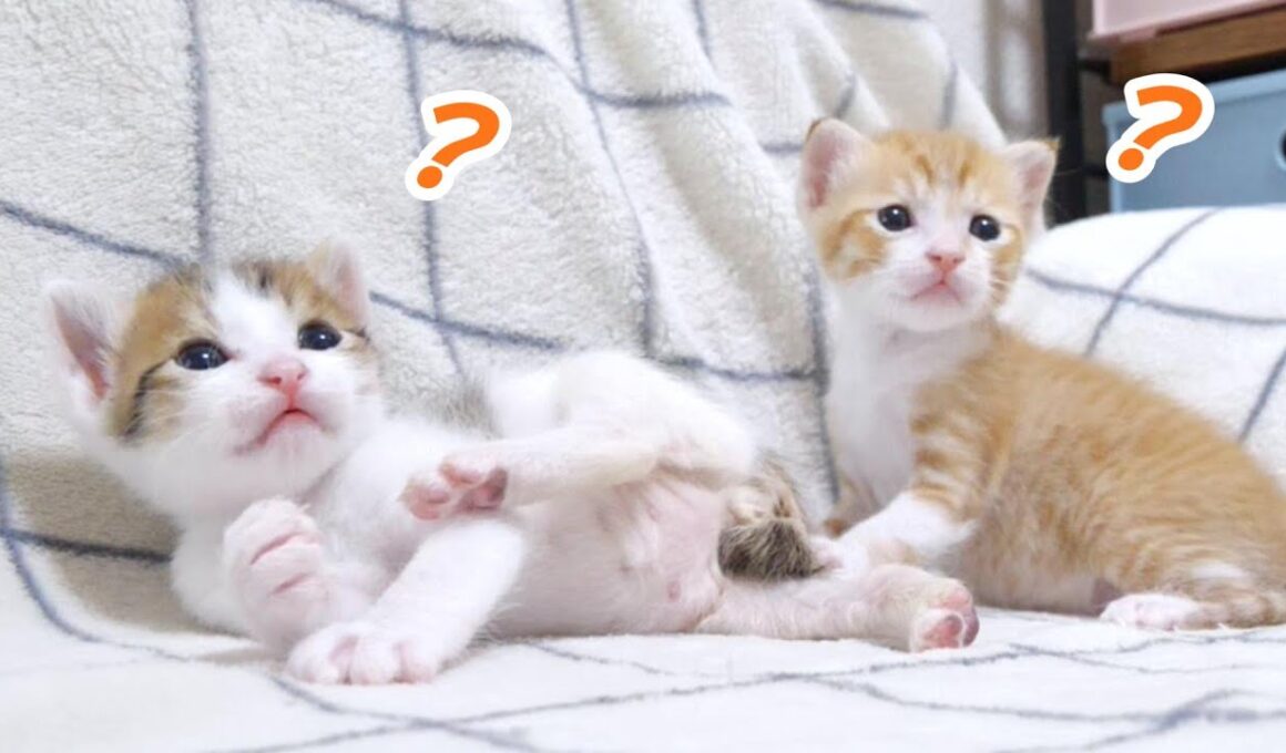 子猫達とおもちゃで遊びたかったけどまだ早かったようです😅【赤ちゃん猫　保護猫】