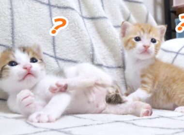 子猫達とおもちゃで遊びたかったけどまだ早かったようです😅【赤ちゃん猫　保護猫】