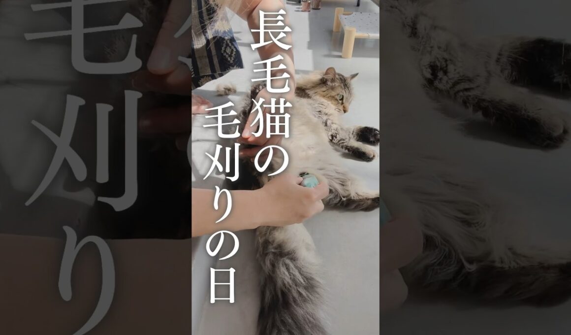 うんち事故回避！長毛猫のお尻の毛を刈って清潔に保とう！