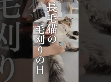 うんち事故回避！長毛猫のお尻の毛を刈って清潔に保とう！