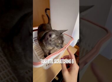 #スーパー買い物かご で #爪とぎ がりがり #scratching #egyptianmaucat #エジプシャンマウスモーク #エジプシャンマウ #エジプシャンマウの仲間たち #shorts