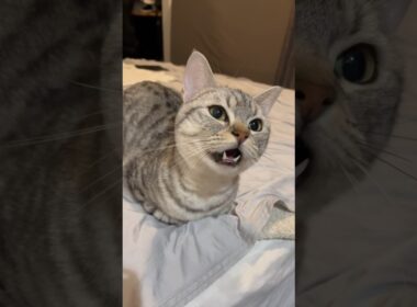 【猫動画】毎日帰るたびに絶対に文句を言ってくる猫が可愛すぎる...笑 #shorts