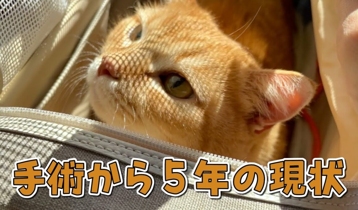 病院に定期検診に行ってきたので経過を報告します！【11歳結石持ち】