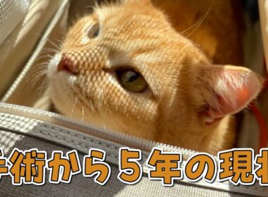 病院に定期検診に行ってきたので経過を報告します！【11歳結石持ち】