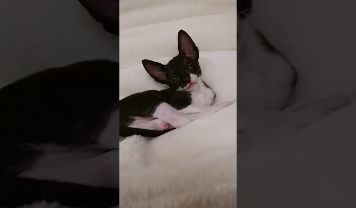 Cornish Rex Kitty meows,  listen how cute! Too cute!!!