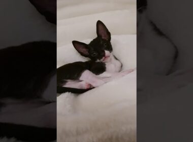 Cornish Rex Kitty meows,  listen how cute! Too cute!!!