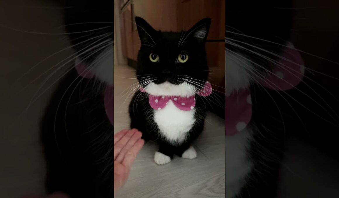 おやつがないとお手しません！ "Why do I have to shake paws? You don't have treats." #shorts #cat #uni #maxwell #猫