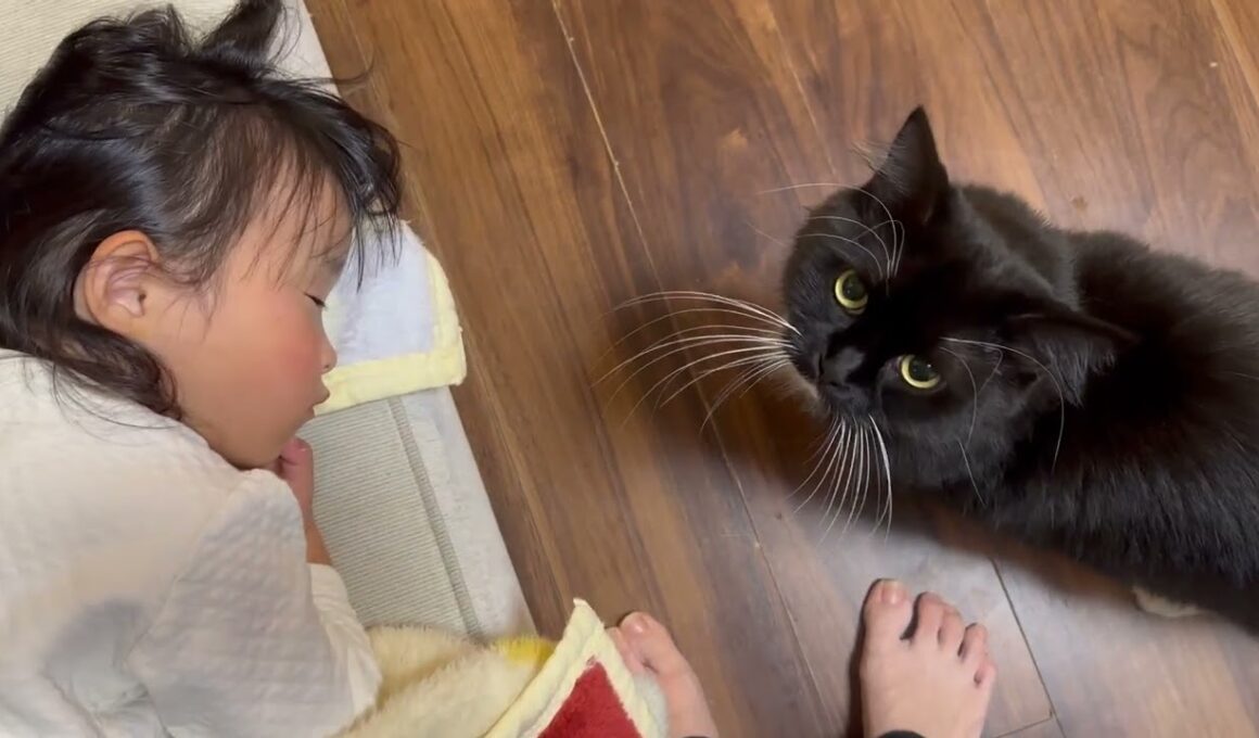 布団の中に潜り込む猫　ラガマフィンA cat getting into bed. Ragamuffin