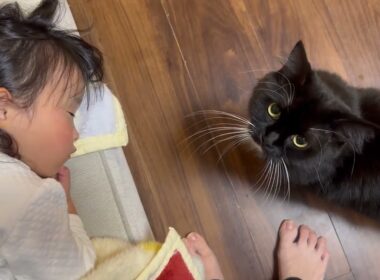 布団の中に潜り込む猫　ラガマフィンA cat getting into bed. Ragamuffin