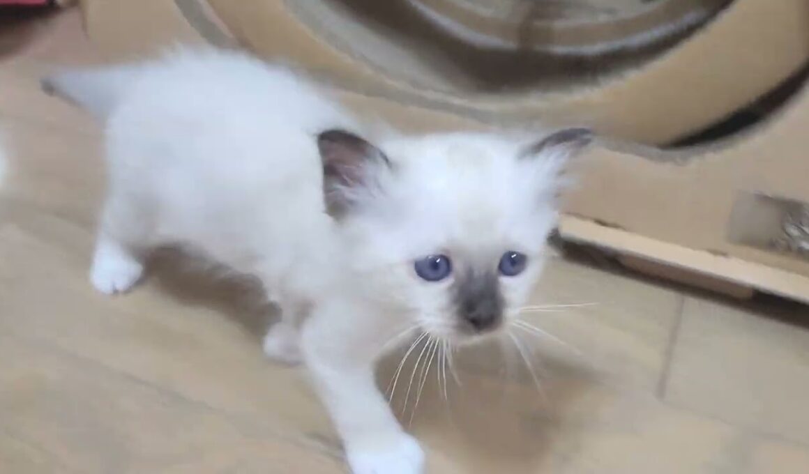 今日もパワフルちびにゃん