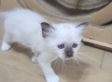 今日もパワフルちびにゃん