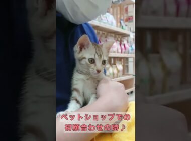 小さい時のマウちゃんが天使だった #エジプシャンマウ #cat #ほのぼの #子猫 #cat #猫 #ねこ