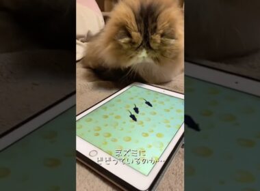 【ペルシャ猫】ひさしぶりにiPadであそぶ🐭 #shorts