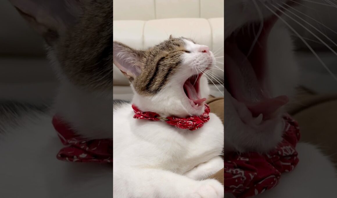 【保護猫】あくびと見せかけてぱくっとする猫