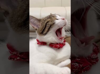 【保護猫】あくびと見せかけてぱくっとする猫