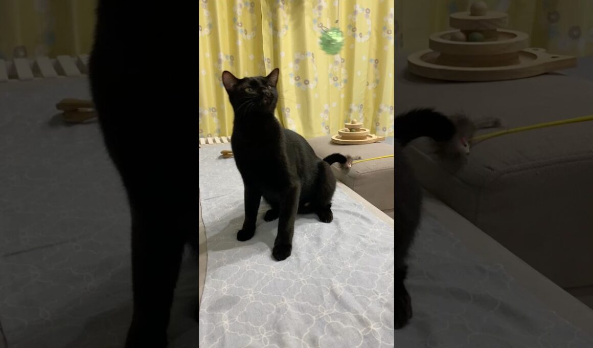 猫パンチを繰り出す黒猫ボンベイ　#子猫 #cat #bombay #猫のいる暮らし #ねこのいる生活 #ねこ動画 #ねこ #猫 #ネコ #かわいい #癒やし